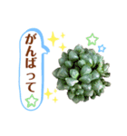 多肉＆サボテン シリーズ①（個別スタンプ：36）