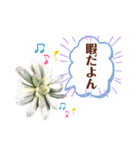 多肉＆サボテン シリーズ①（個別スタンプ：38）