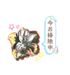 多肉＆サボテン シリーズ①（個別スタンプ：40）