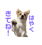 レオノア兄弟（個別スタンプ：11）