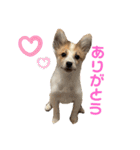 レオノア兄弟（個別スタンプ：17）