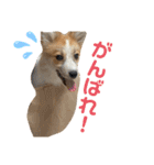 レオノア兄弟（個別スタンプ：24）