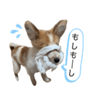 レオノア兄弟（個別スタンプ：34）
