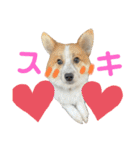 レオノア兄弟（個別スタンプ：35）