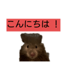 おはぎに会いたい（個別スタンプ：1）