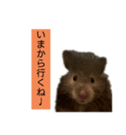おはぎに会いたい（個別スタンプ：5）