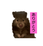 おはぎに会いたい（個別スタンプ：7）