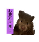 おはぎに会いたい（個別スタンプ：8）