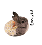 ウサギのきもち。（個別スタンプ：7）