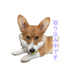 パピィコーギー★これでも5ヶ月（個別スタンプ：1）