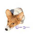 パピィコーギー★これでも5ヶ月（個別スタンプ：3）