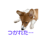 パピィコーギー★これでも5ヶ月（個別スタンプ：6）