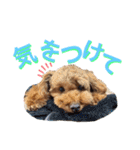 MOCA  stamp（個別スタンプ：10）