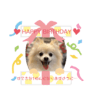 ポメラニアンれんスタンプ（個別スタンプ：9）
