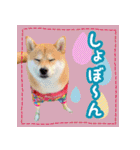 柴犬つむぎスタンプ（個別スタンプ：5）