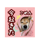 柴犬つむぎスタンプ（個別スタンプ：10）