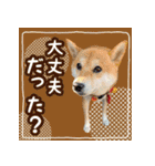 柴犬つむぎスタンプ（個別スタンプ：13）