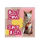 柴犬つむぎスタンプ（個別スタンプ：14）