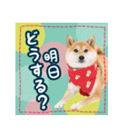 柴犬つむぎスタンプ（個別スタンプ：18）