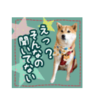 柴犬つむぎスタンプ（個別スタンプ：20）