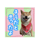 柴犬つむぎスタンプ（個別スタンプ：29）