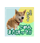 柴犬つむぎスタンプ（個別スタンプ：34）