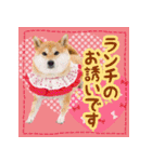 柴犬つむぎスタンプ（個別スタンプ：36）