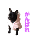 フレブルの小桃ちゃん（個別スタンプ：20）