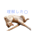 あめおの日常スタンプ（個別スタンプ：3）