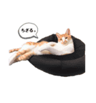あめおの日常スタンプ（個別スタンプ：8）