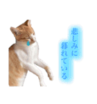 あめおの日常スタンプ（個別スタンプ：21）