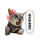新入り！ぎんたろす 2（個別スタンプ：2）