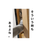 新入り！ぎんたろす 2（個別スタンプ：12）
