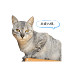新入り！ぎんたろす 2（個別スタンプ：14）