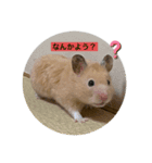 キンクマハムスター マロン（個別スタンプ：1）