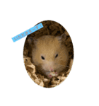 キンクマハムスター マロン（個別スタンプ：2）