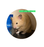 キンクマハムスター マロン（個別スタンプ：3）