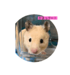 キンクマハムスター マロン（個別スタンプ：4）
