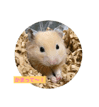 キンクマハムスター マロン（個別スタンプ：5）