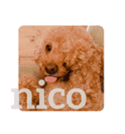 nico to ciel（個別スタンプ：2）