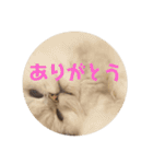 ライチくんのあいさつ（個別スタンプ：1）