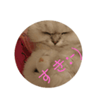 ライチくんのあいさつ（個別スタンプ：3）