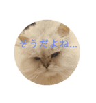 ライチくんのあいさつ（個別スタンプ：5）