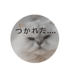 ライチくんのあいさつ（個別スタンプ：10）