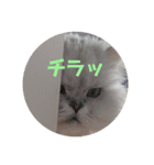 ライチくんのあいさつ（個別スタンプ：15）