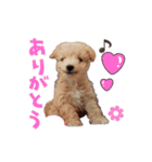 @NICORIA（個別スタンプ：1）