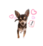 我が家の愛犬の生活写真（個別スタンプ：1）