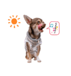 我が家の愛犬の生活写真（個別スタンプ：2）