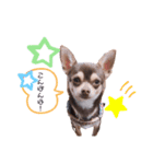 我が家の愛犬の生活写真（個別スタンプ：3）