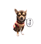 我が家の愛犬の生活写真（個別スタンプ：5）